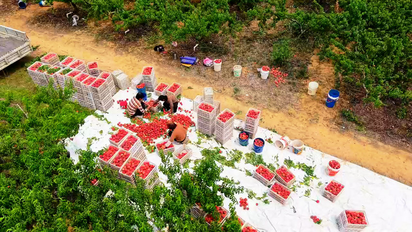 南阳市卧龙区：桃花源里桃丰收_fororder_村民在分拣鲜桃