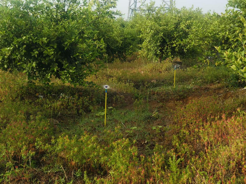 信阳市商城县：科技赋能油茶产业高质量发展_fororder_图片2