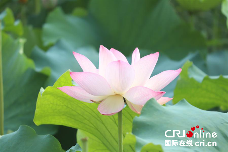 河南郑州：暑风拂处荷香远 十里荷花入画屏_fororder_图片1