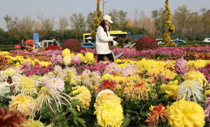 菊香满城游客醉