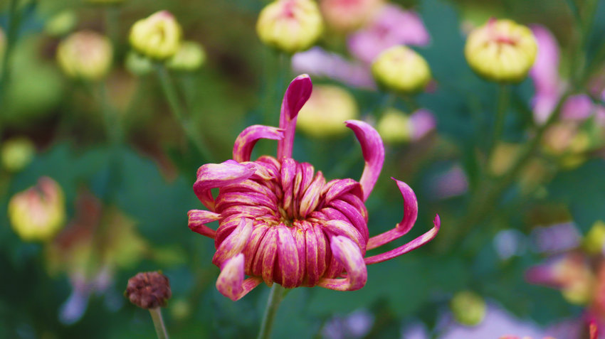 河南南阳：千年药都焕新彩 中医药传承创新谱华章_fororder_河南郦邑贡菊股份有限公司种植基地的食用菊花.JPG