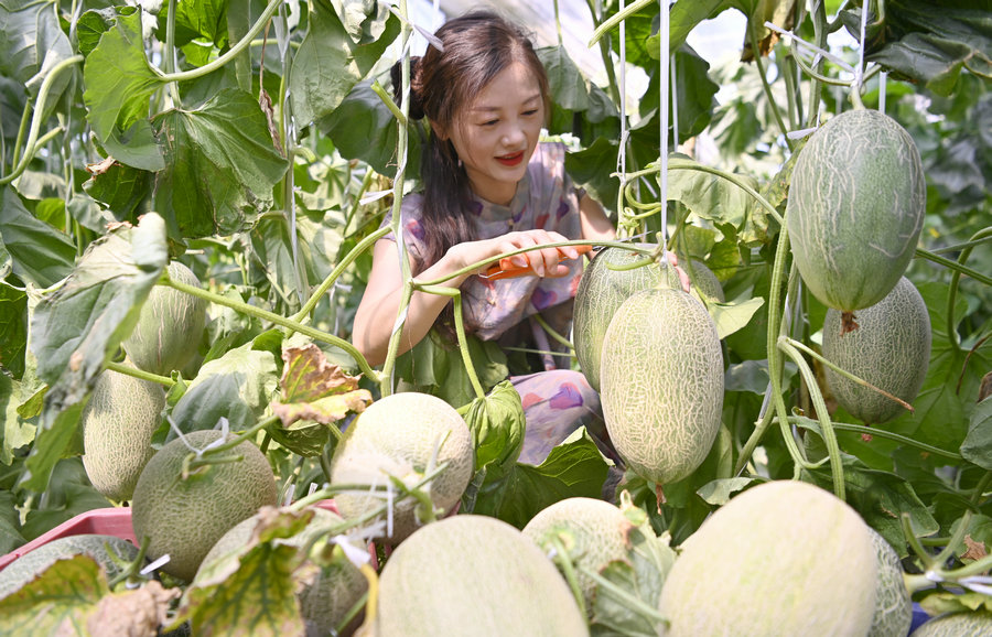 信阳新县：哈密瓜喜获丰收 特色产业铺就致富路_fororder_瓜农正在采摘哈密瓜（焦汉平 摄）