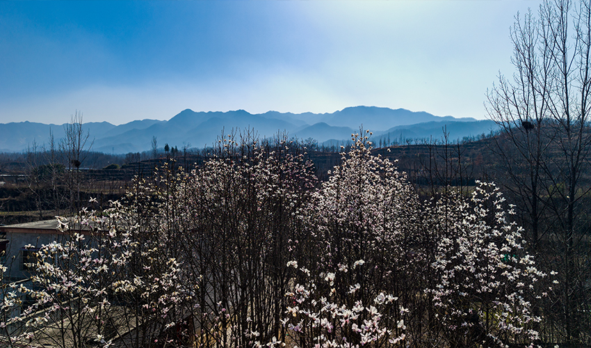 平顶山市鲁山县:辛夷花开报春来 如诗如画醉游人_fororder_3