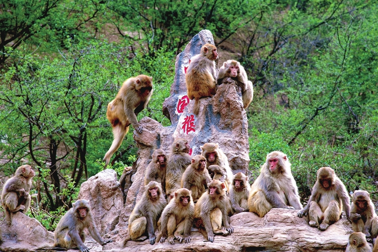 【决胜“十四五”·济源篇】激发文旅深融合新活力