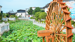 南阳市卧龙区：荷韵醉盛夏 乡村入画来