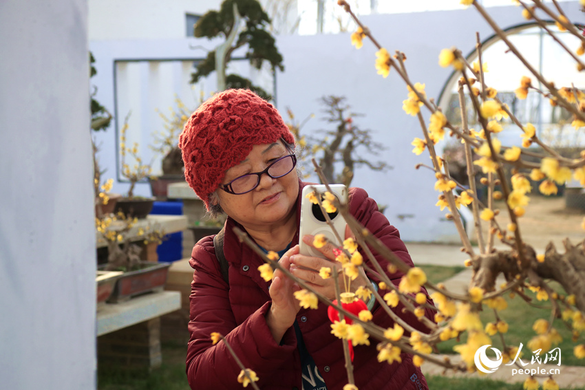 河南鄢陵：二梅花开香九州_fororder_LOCAL17705185977447HQW33L4R6