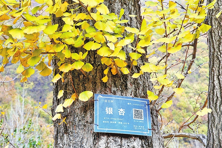 《古树名木保护条例》3月15日起施行 古树逢春