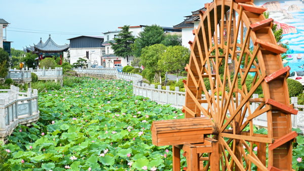 南阳市卧龙区：荷韵醉盛夏 乡村入画来
