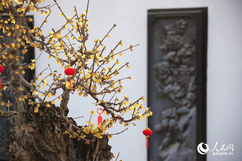 河南鄢陵：二梅花开香九州_fororder_LOCAL1770518597136WWGVHAGPDW