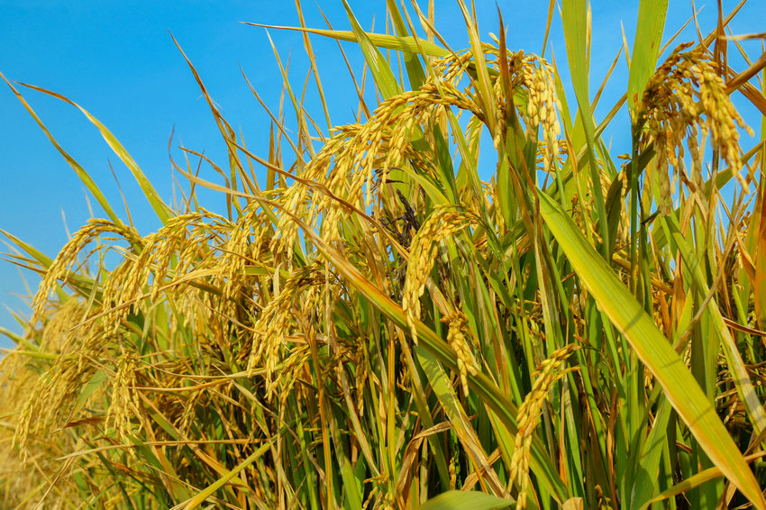 南阳市社旗县：旱稻丰收_fororder_颗粒饱满的旱稻 摄影 申鸿皓 (2)