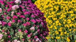 南阳市新野县：千年古城再续“花约”