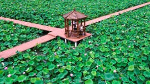 信阳市商城县：多元产业激活“夏日经济”