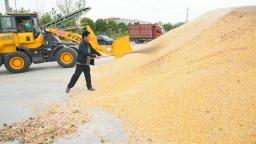 信阳淮滨玉米丰收 收购点忙收购