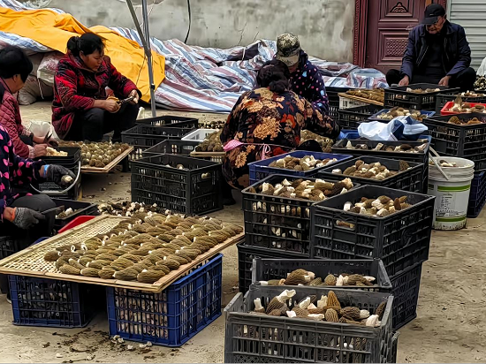 信阳市固始县：羊肚菌撑起“致富伞” 特色产业铺就“振兴路”_fororder_图片3