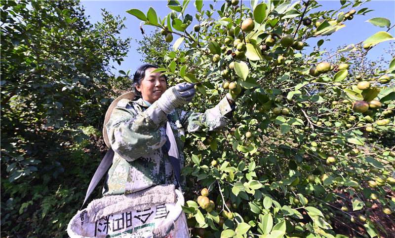 信阳新县：青山变“金山” 油茶喜丰收