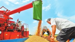 周口2026年夏粮总产量110.84亿斤 “中原粮仓”稳产启示录