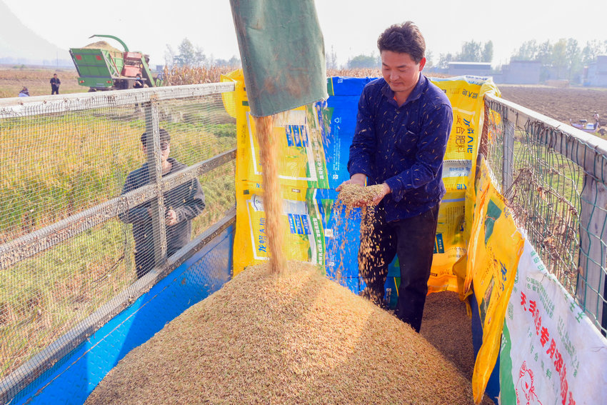 南阳市社旗县：旱稻丰收_fororder_村民查看收获的旱稻 摄影 张举 (2)