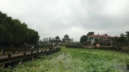 雨后荷风引客来 “汴梁八景”之“金池夜雨”再现开封