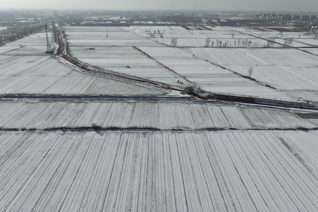 寒潮之下 晚播的冬小麦受影响吗？专家解答