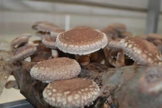 南阳市西峡县：小香菇撑起富民兴村大产业_fororder_生长中的香菇 供图 西峡县委网信办