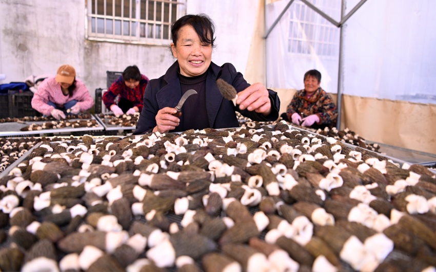 信阳市新县：羊肚菌抢“鲜”上市  绘出春日好“丰”景_fororder_去蒂（焦汉平 摄）