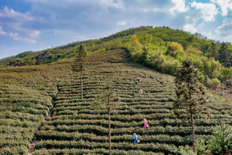 信阳市固始县：多策助茶兴 茶香促振兴_fororder_图片1