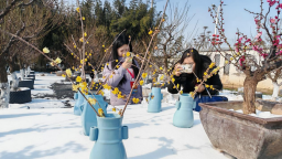 金梅映雪 香约鄢陵 第十二届中国·鄢陵蜡梅梅花文化节开幕