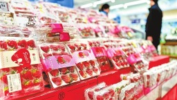 河南如何闯出“莓”好之路——从国产新优品种看草莓产业之变