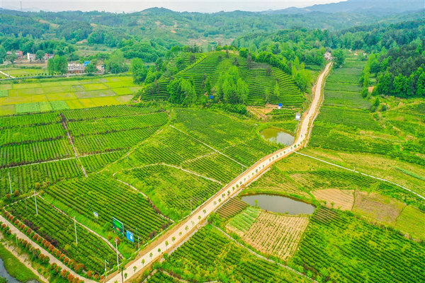 一片茶叶 光山 茶旅融合 青山生金（“两山”理念在河南·一片绿）_fororder_2
