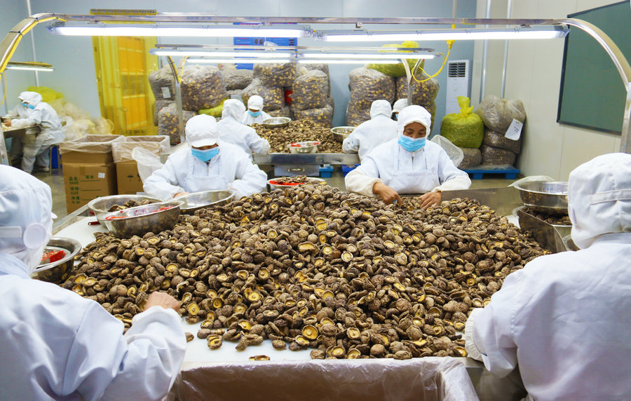 南阳西峡：民营企业冲刺上半年目标生产忙_fororder_西峡县昇泰农业发展有限公司员工正在加工销往海外的香菇产品 摄影 王小军.JPG