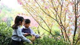 信阳市新县：春茶飘香采收忙