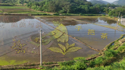 信阳市罗山县：彩稻绘田园 科创兴农旅