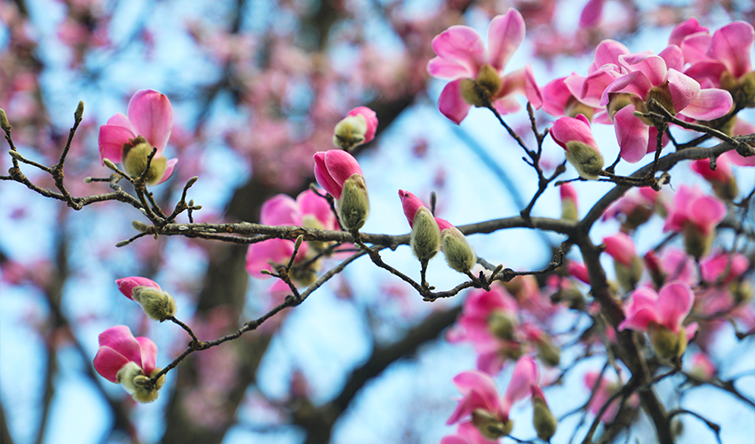 平顶山市鲁山县:辛夷花开报春来 如诗如画醉游人_fororder_1