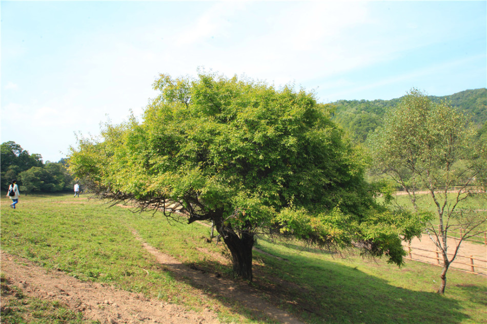 【旅游　显示图在最下方】宝鸡大水川：惬意的高山草甸