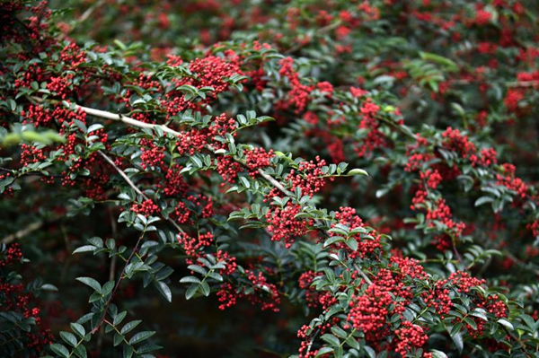 Ya'an, Sichuan: The Opening Ceremony of the 5th Hanyuan Peppercorns Picking Festival —— Countryside Tour in 2020_fororder_1