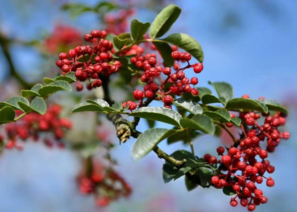 Ya'an, Sichuan: The Opening Ceremony of the 5th Hanyuan Peppercorns Picking Festival —— Countryside Tour in 2020_fororder_2