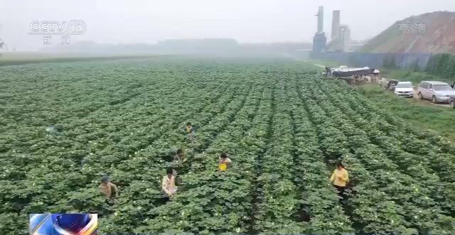 走向我们的小康生活丨山东黄河滩区：农民画里的新生活