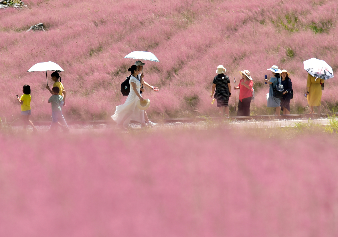 贵州长顺：粉黛花海惹人醉