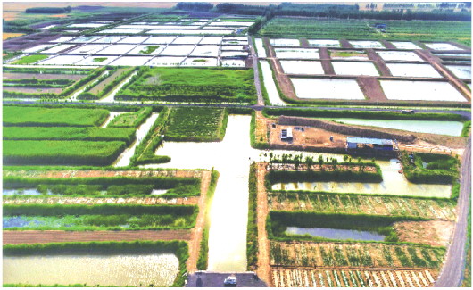 山能临矿邱集煤矿：“3+1”模式让采煤塌陷地变生态园_fororder_16_16_0596