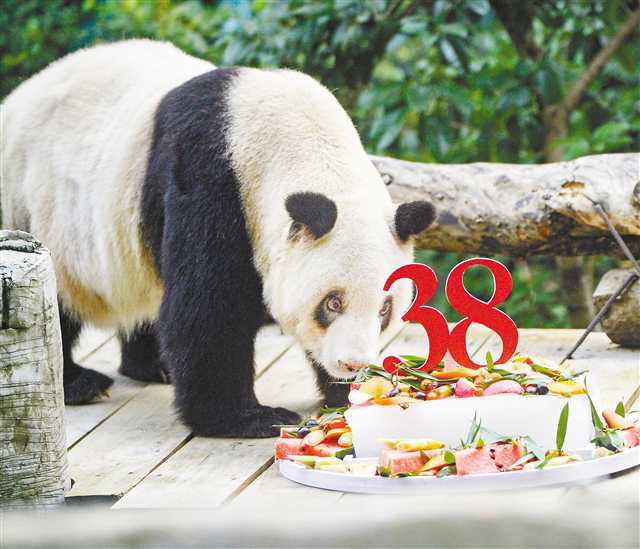 【城市远洋】大熊猫“新星”在重庆动物园迎来38岁生日
