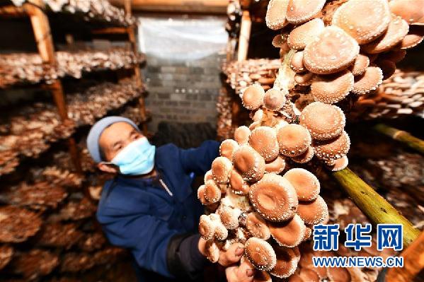 （中首）贵州：苗寨吊脚楼里的“居家产业”