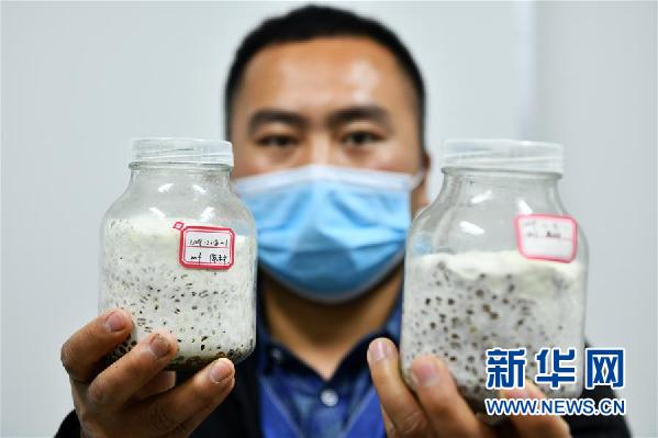 （中首）贵州：苗寨吊脚楼里的“居家产业”