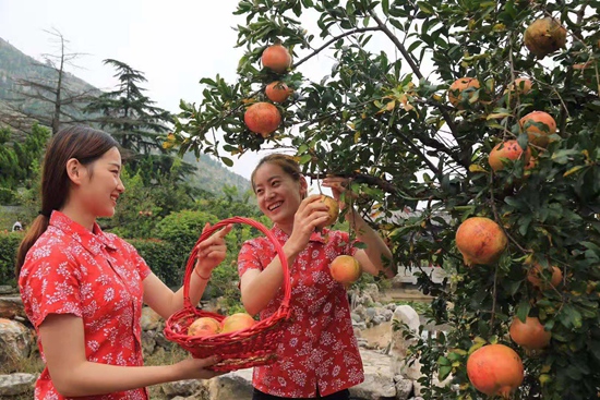 枣庄峄城冠世榴园：小石榴托起致富梦