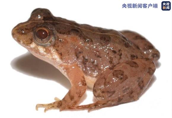 巴西发现境内体型最小的青蛙