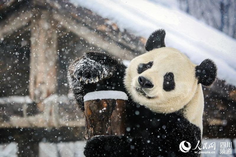 Chengdu giant pandas enjoy snow in east China’s Jinan