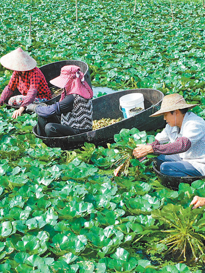 初秋采菱忙