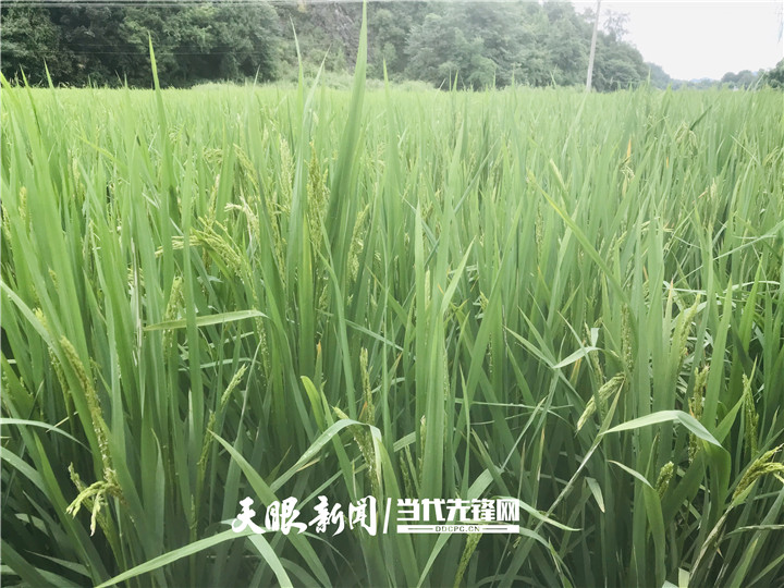 湄潭县两路口村：村支“两委”带领群众闯出一条致富路