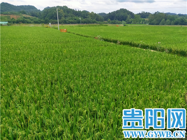 “贵州村规民约示范村”主题报道第四站走进湄潭县茅坝村