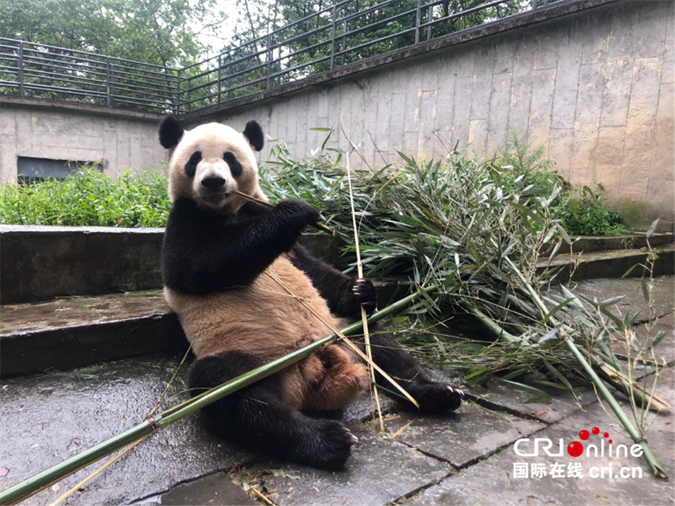 带你打卡熊猫滚滚们和饲养员妈妈的一天_fororder_1