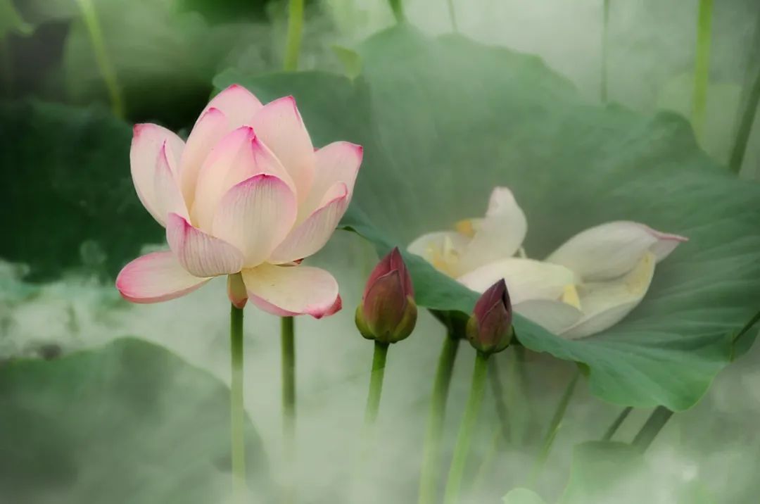 镜 · photo | 也说爱莲